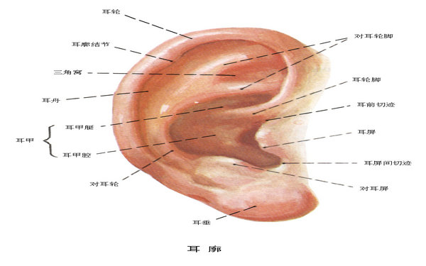 招風(fēng)耳整形要多少錢